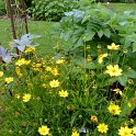 Coreopsis lanceolata (2)